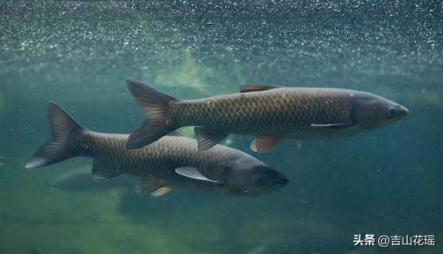 —個(gè)10畝魚(yú)塘養(yǎng)魚(yú)利潤(rùn)一個(gè)20畝魚(yú)塘養(yǎng)魚(yú)利潤(rùn)插圖