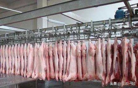 2022年養什么掙錢最快的2022年養啥最掙錢東北插圖1