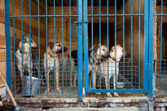 投資1000元養(yǎng)殖養(yǎng)殖上門(mén)回收是真的嗎插圖1