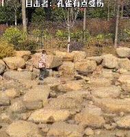 世界上最恐怖的孔雀世界上最恐怖的孔雀長什么樣子圖片