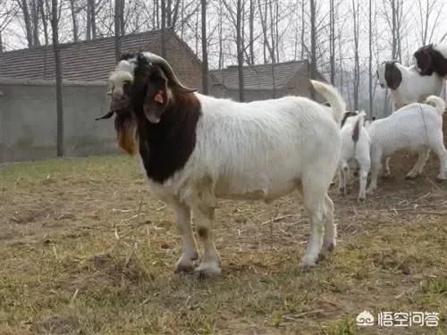 投資1000元養(yǎng)殖投資1000元養(yǎng)殖有上門回收的嗎視頻插圖