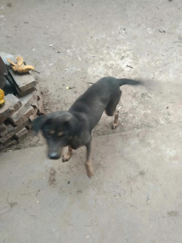 投資1000元養(yǎng)殖養(yǎng)殖上門(mén)回收是真的嗎插圖3