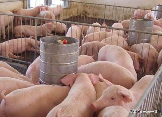 2022年養什么掙錢最快的2022年養啥最掙錢東北插圖6