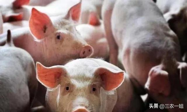 2022年養什么掙錢最快的2022年養啥最掙錢東北插圖4