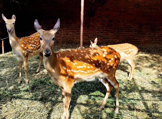 2022年養什么掙錢最快的2022年養啥最掙錢插圖1