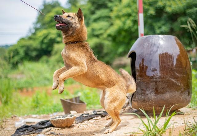 投資1000元養(yǎng)殖養(yǎng)殖上門(mén)回收是真的嗎插圖4